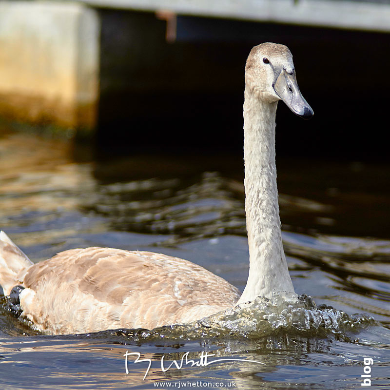 Juvenile swan Juvenile swan - Portrait Photography Dorset