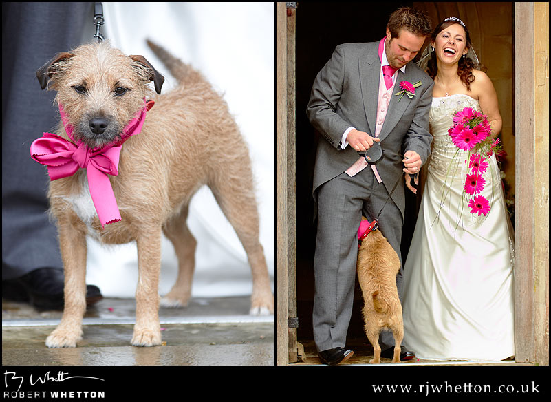 Cute dog Newbury Wedding Photography - second shooting for Boundless Photos