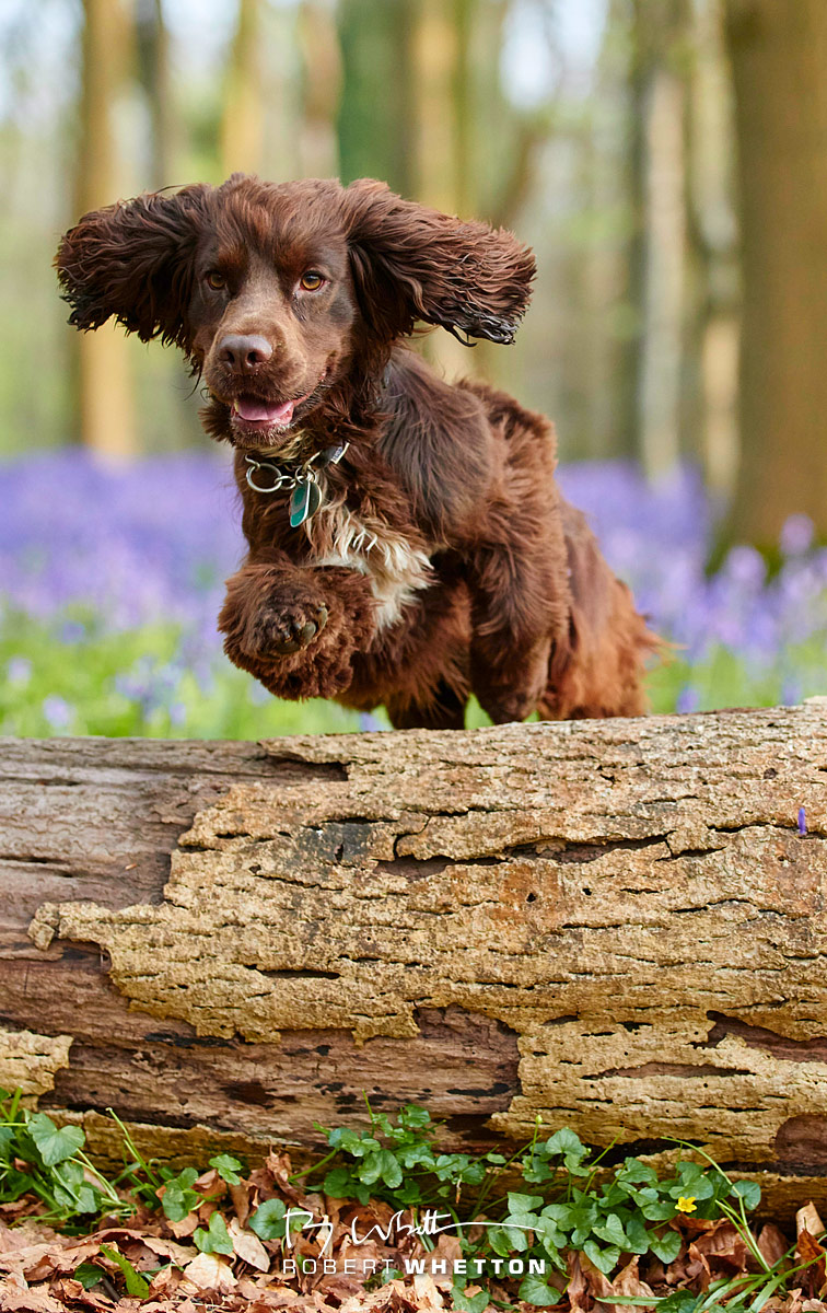 IMAGE: http://www.photographs.rjwhetton.co.uk/forums/Brooke-Apr-23-100617-0851-7D-Mark-II.jpg